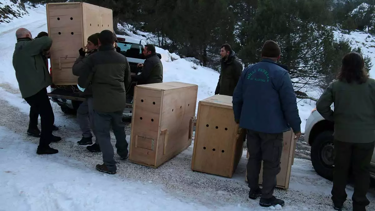 Karanlıkdere kanyonu tabiat parkı'na 7 yaban keçisi bırakıldı