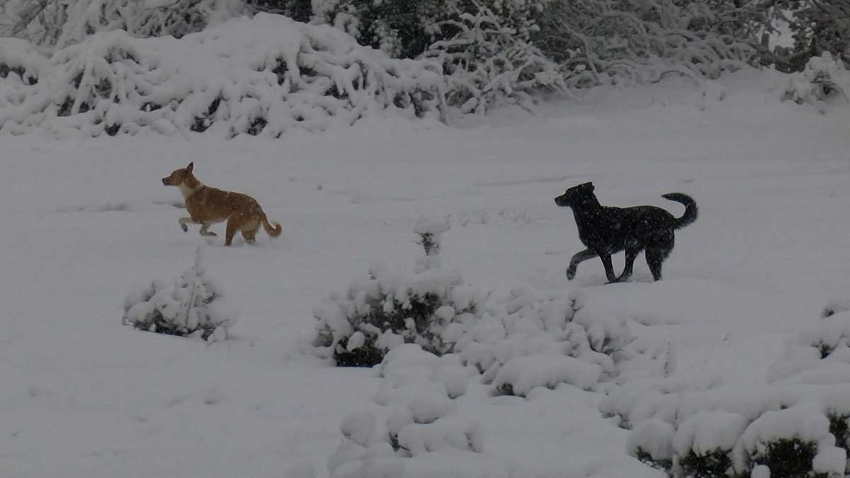 Kartal beyaza büründü