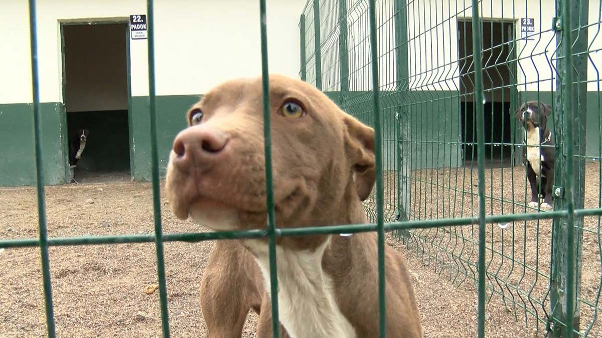 Kayıt altına alınan tehlikeli ırk sayısı 12 bin 100'e yükseldi