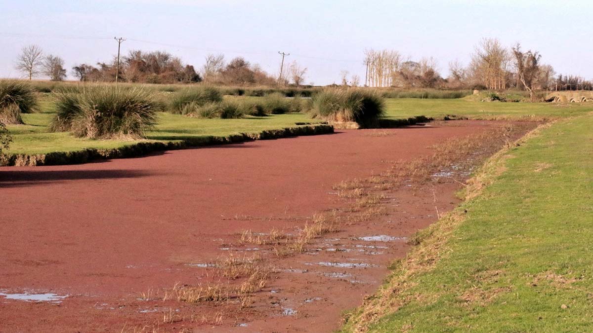 Samsun'da UNESCO Dünya Mirası Geçici Listesi'nde yer alan 56 bin hektarlık Kızılırmak Deltası Kuş Cenneti, eğrelti otu ile kaplanınca kızıl renge büründü.