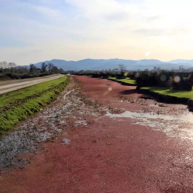 Kızılırmak deltası kuş cenneti kızıla büründü