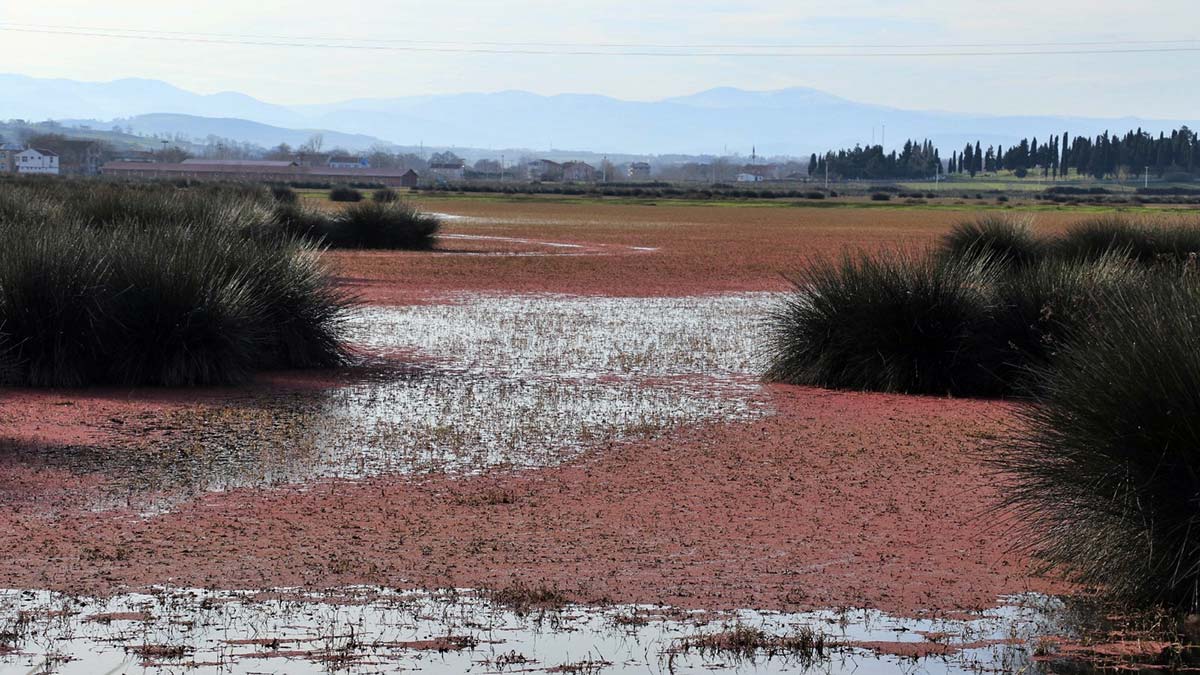 Kızılırmak Deltası Kuş Cenneti kızıla büründü