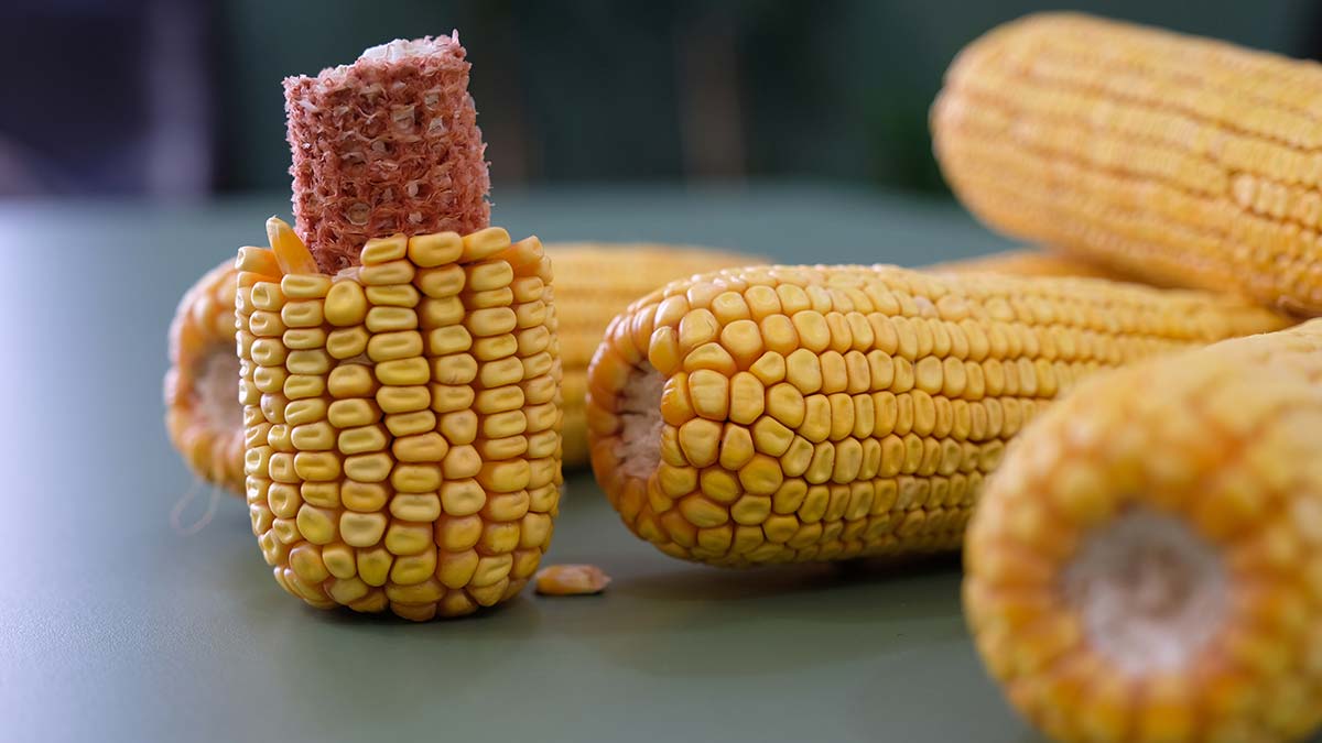 Arıtılmış atık su kullanarak mısır üretildi