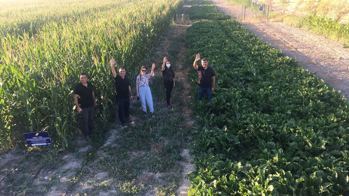 Arıtılmış atık su kullanarak mısır üretildi