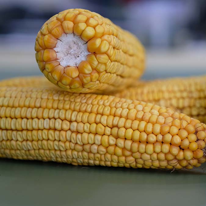 Konya Teknik Üniversitesi Çevre Mühendisliği Bölümü Öğretim Üyesi Prof. Dr. Bilgehan Nas ve ekibi, arıtılmış atık su kullanarak mısır üretti.