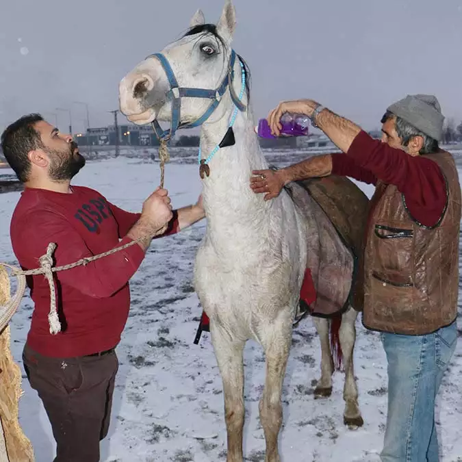 Köpekten kaçan cirit atı, 25 kilometre koştu