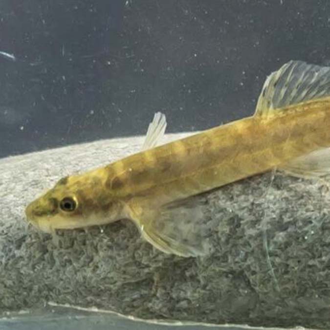 Leonardo DiCaprio Sason Çayı'nı paylaştı