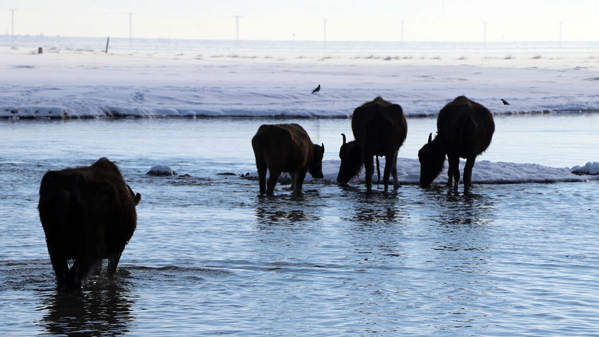 Mandalar yosunları yiyerek besleniyor