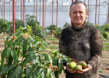 Meyvelerin kralı mangonun tanesi 40 lira