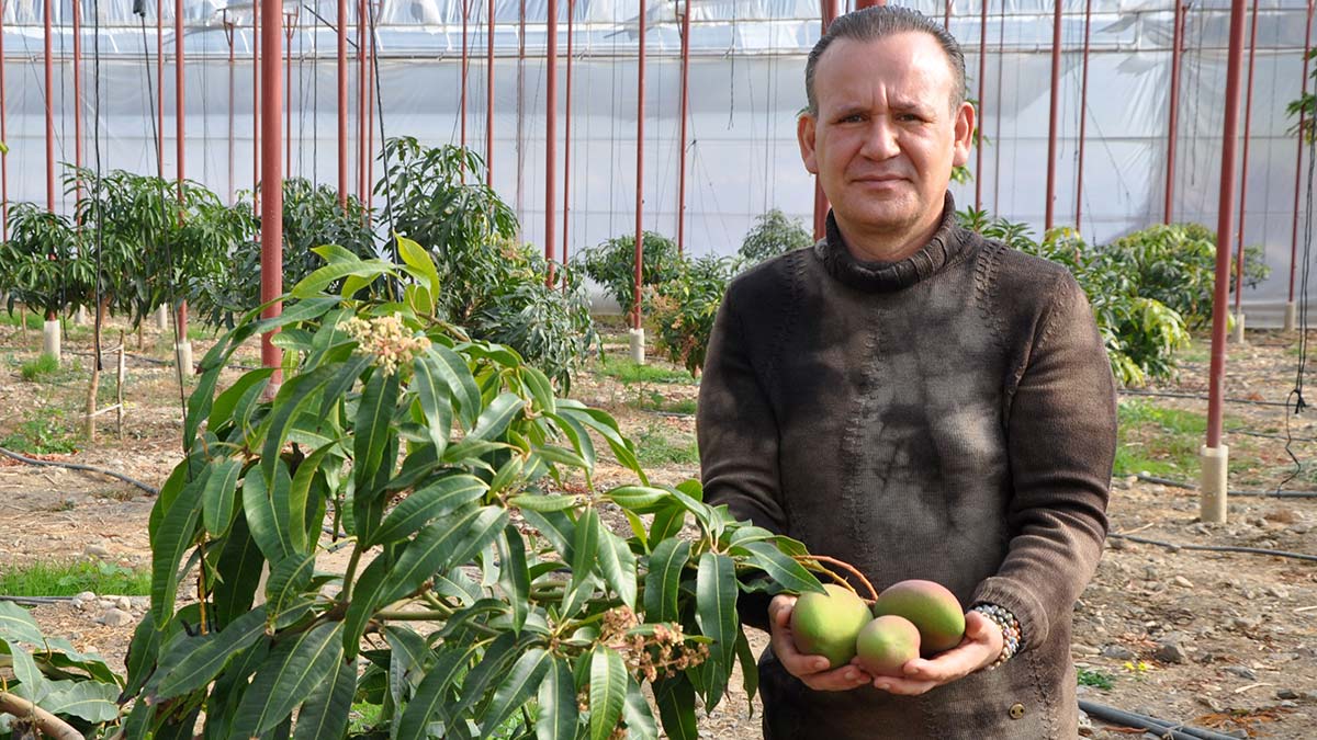 Meyvelerin kralı mangonun tanesi 40 lira