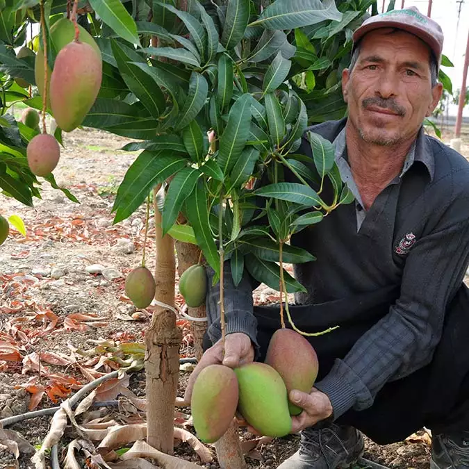 Türkiye'nin tropikal bahçesi olarak bilinen antalya'nın gazipaşa ilçesinde yetişen 42 tür tropikal meyvenin üretim alanı son 2 yılda iki kat arttı. Üretici, 'meyvelerin kralı' olarak tanınan mangonun tanesini 40 liradan satıyor.