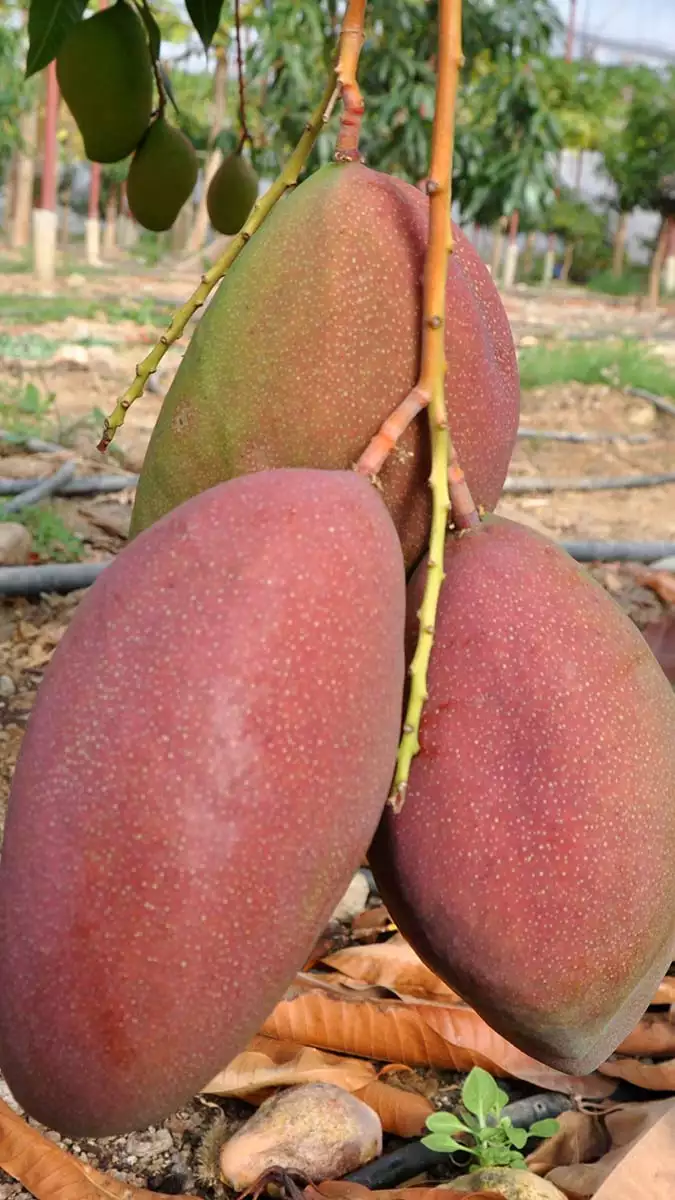 Meyvelerin kralı mangonun tanesi 40 lira