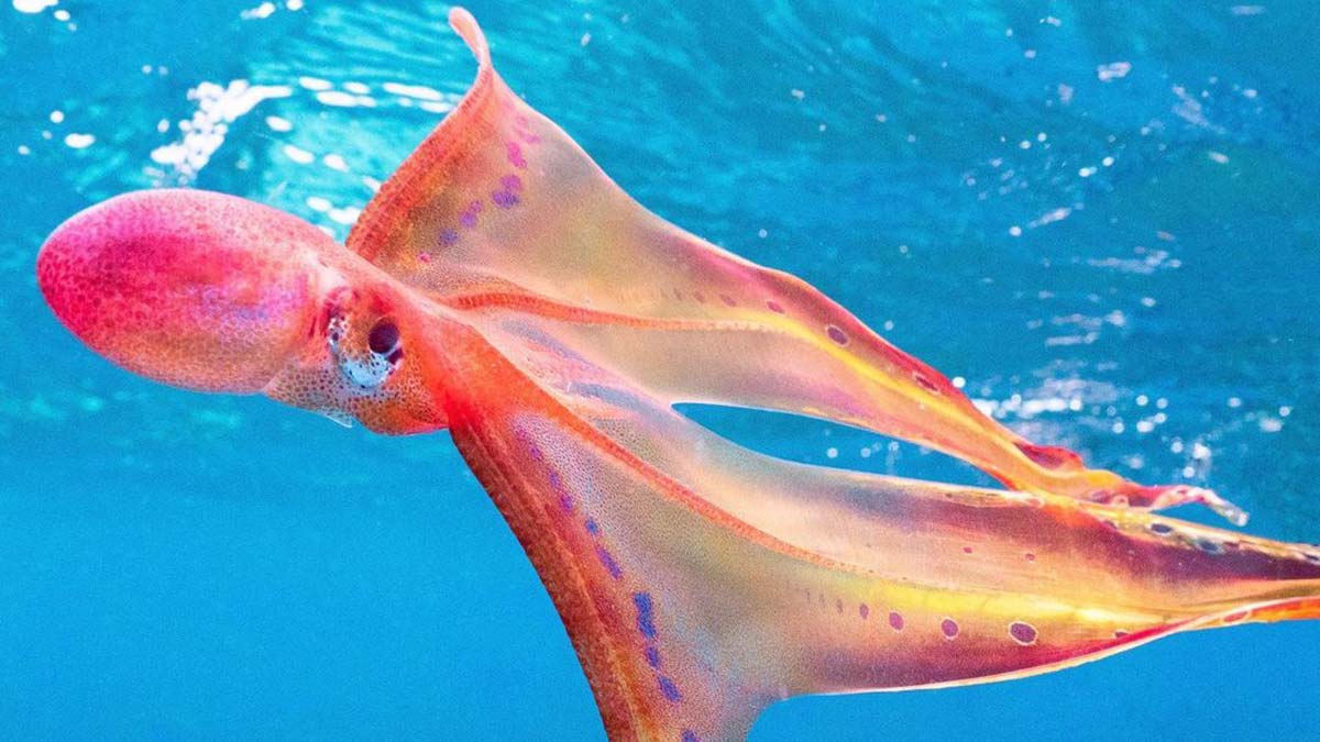 Battaniye ahtapotu, Avustralya'da göründü