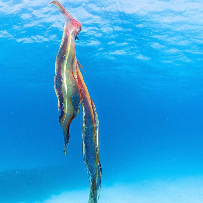 Battaniye ahtapotu, Avustralya'da göründü