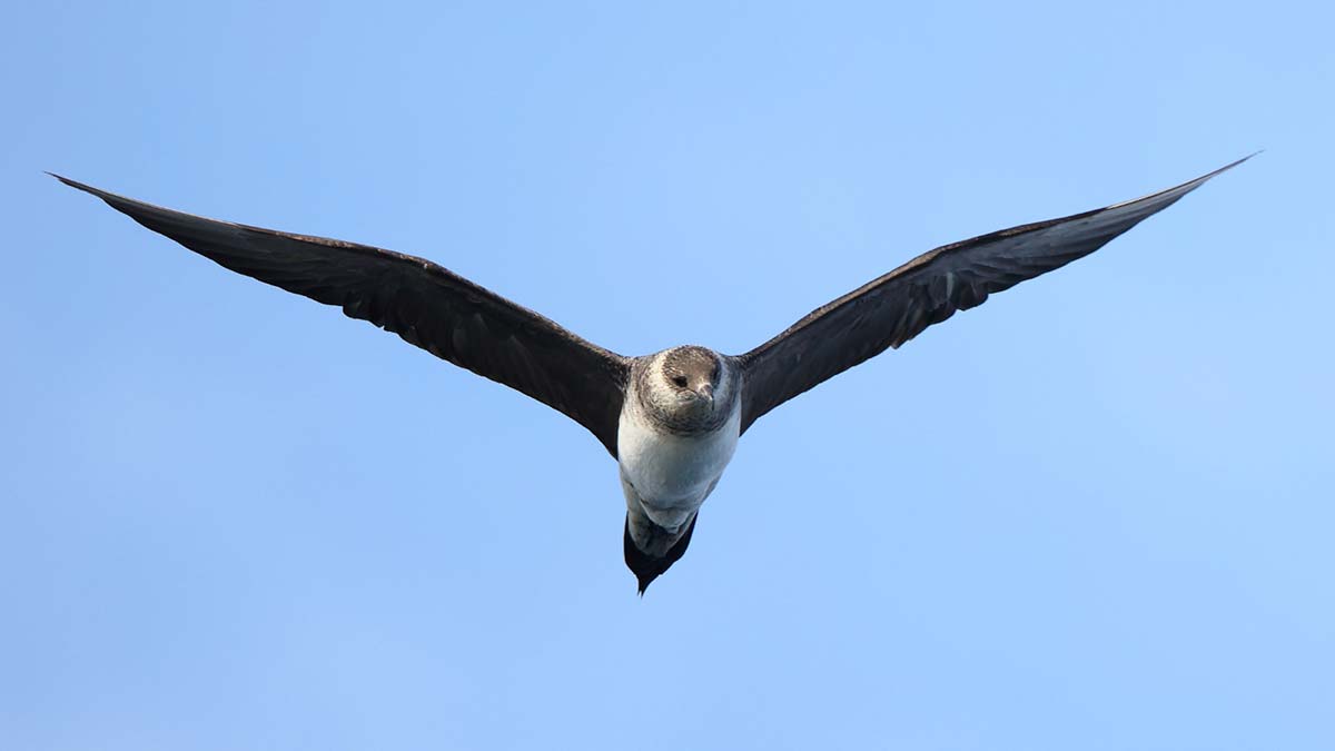 Korsan martı Zonguldak'ta