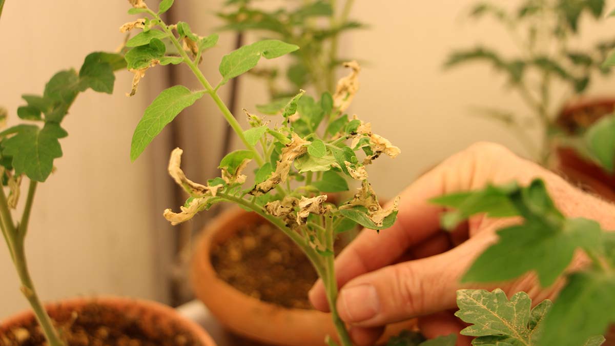 Domates zararlısına karşı ortak proje