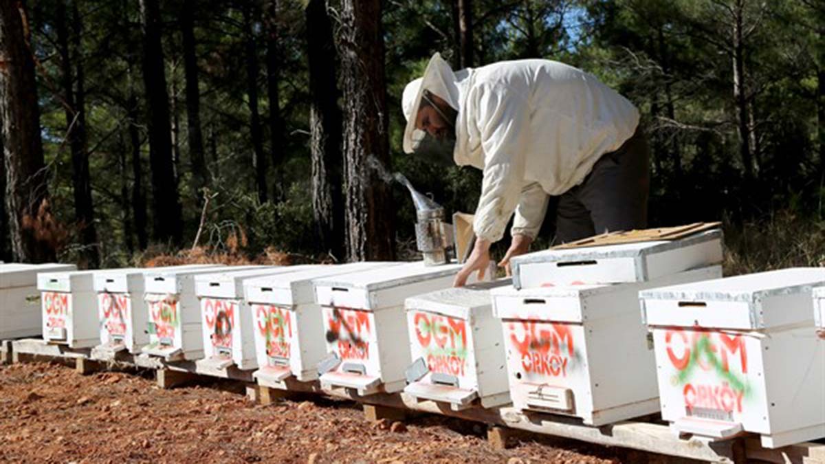 Orman köylüsüne 354 milyon TL'lik destek