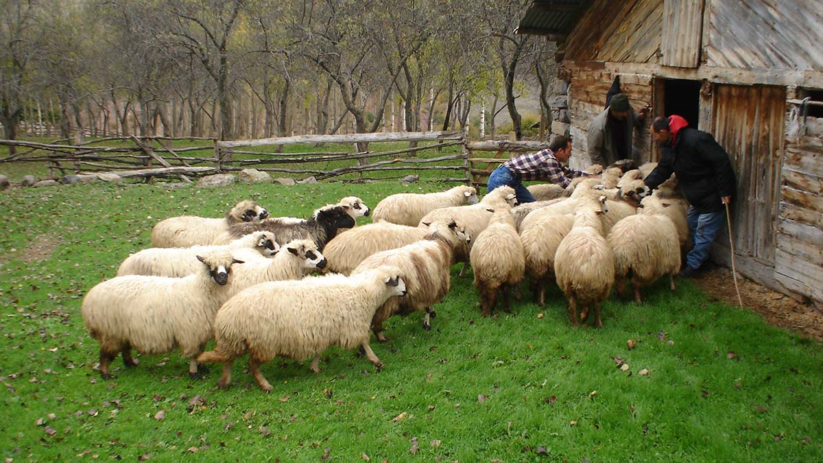 Orman köylüsüne 354 milyon TL'lik destek