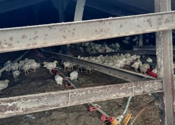Tavuk çiftliğinin çatısı çöktü