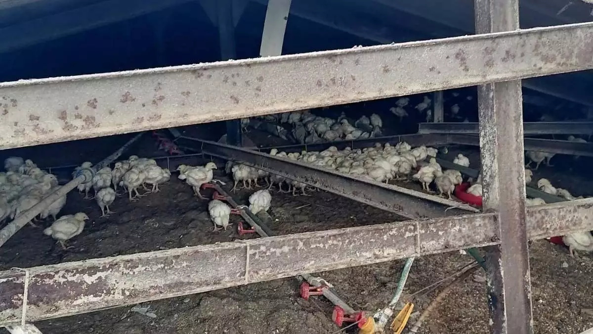 Tavuk çiftliğinin çatısı çöktü