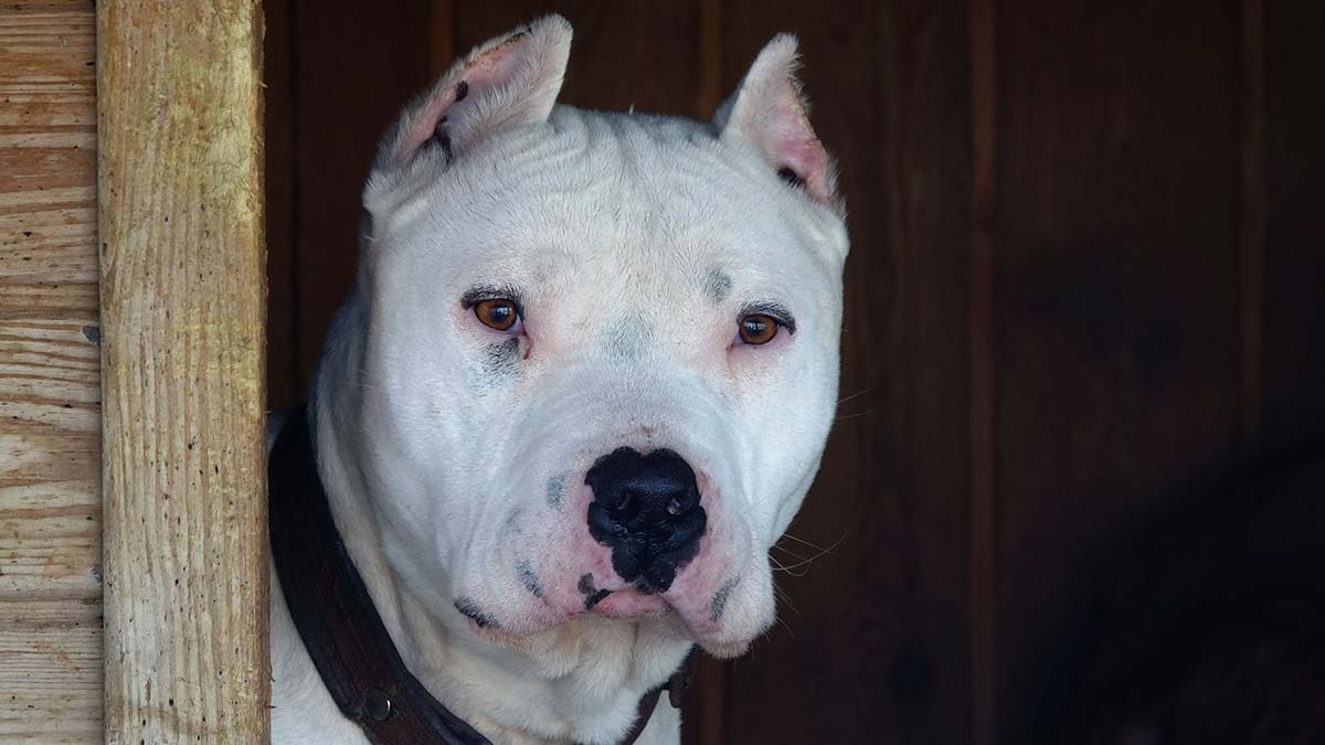 6 ayda 40 yasaklı ırk teslim edildi