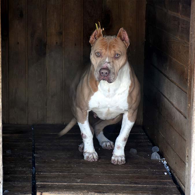 Sivas Belediye Başkan Yardımcısı Ahmet Duman, "Yasaklı ırkların sokaklara bırakılması oldukça arttı. Şu anda 40 yasaklı ırkı, belediyemize ait barınağımızda misafir ediyoruz" diye konuştu.