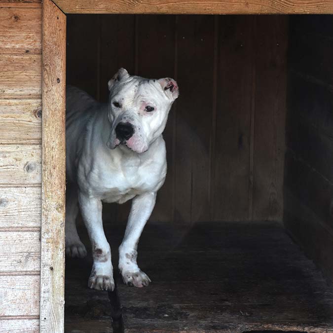 6 ayda 40 yasaklı ırk teslim edildi