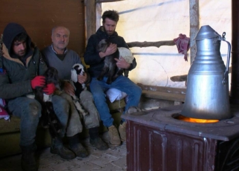 Yeni doğan kuzulara bebek gibi bakıyorlar