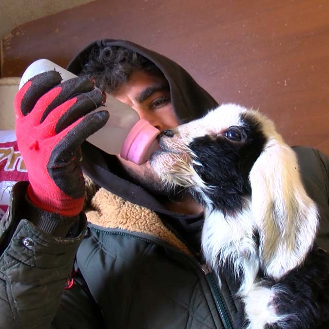 Kuzulara bebek gibi bakıyorlar