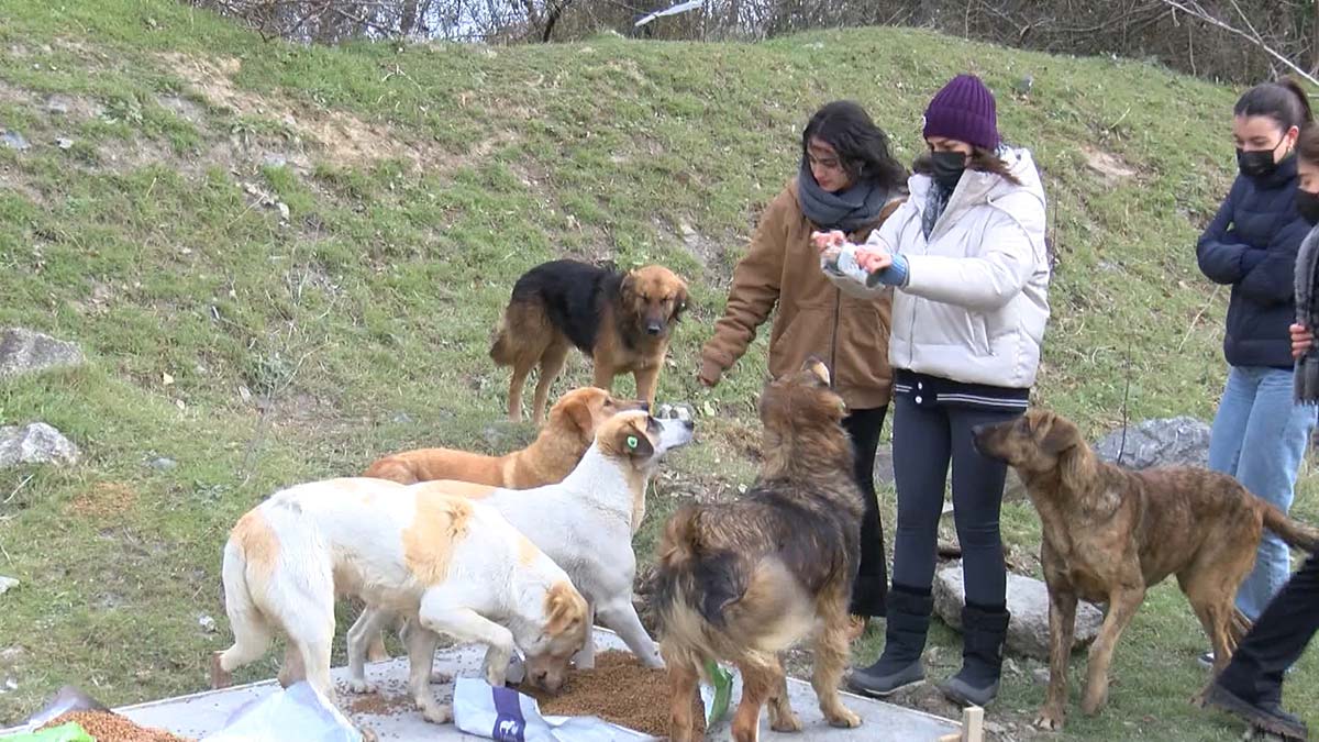 Hayvanseverler boş arazilere mama bıraktı