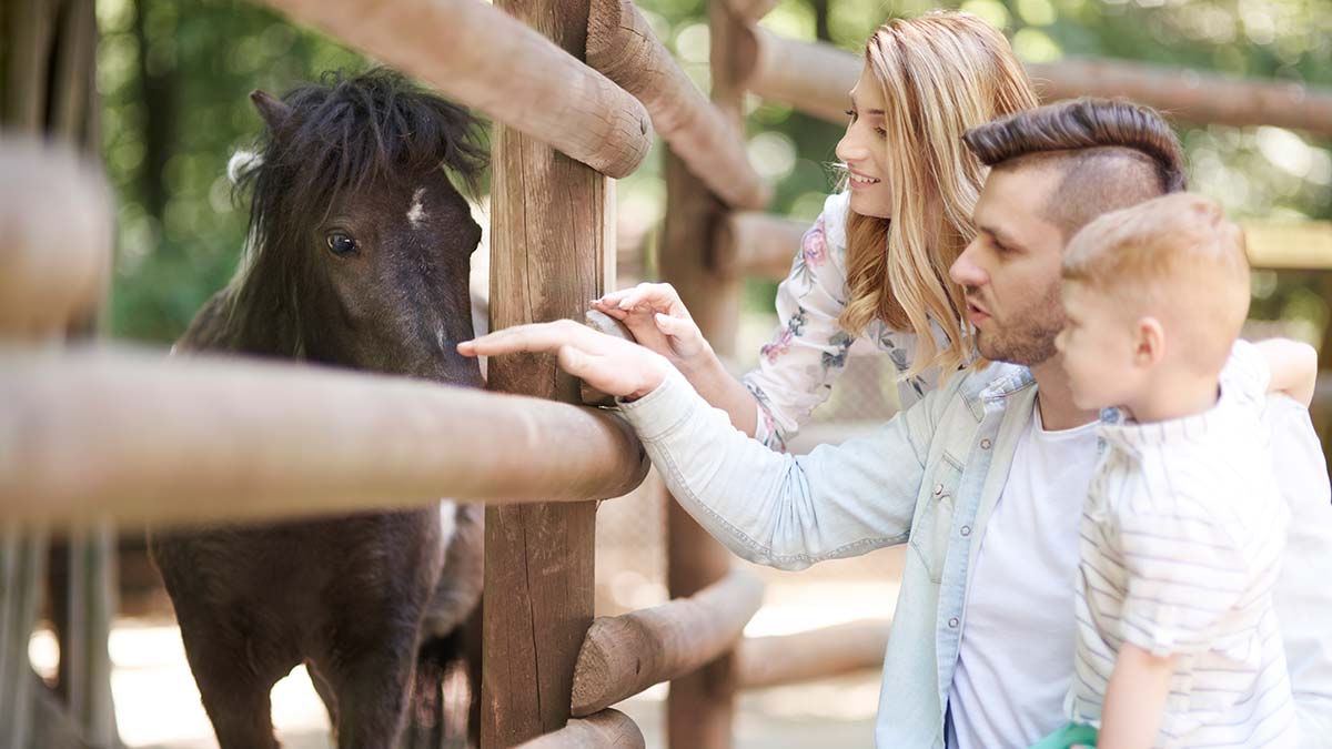 Bir görümlük hayvanat