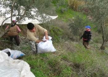 Tıp tarihine geçen çiftçi, zeytin çırpma makinesi kullanıyor