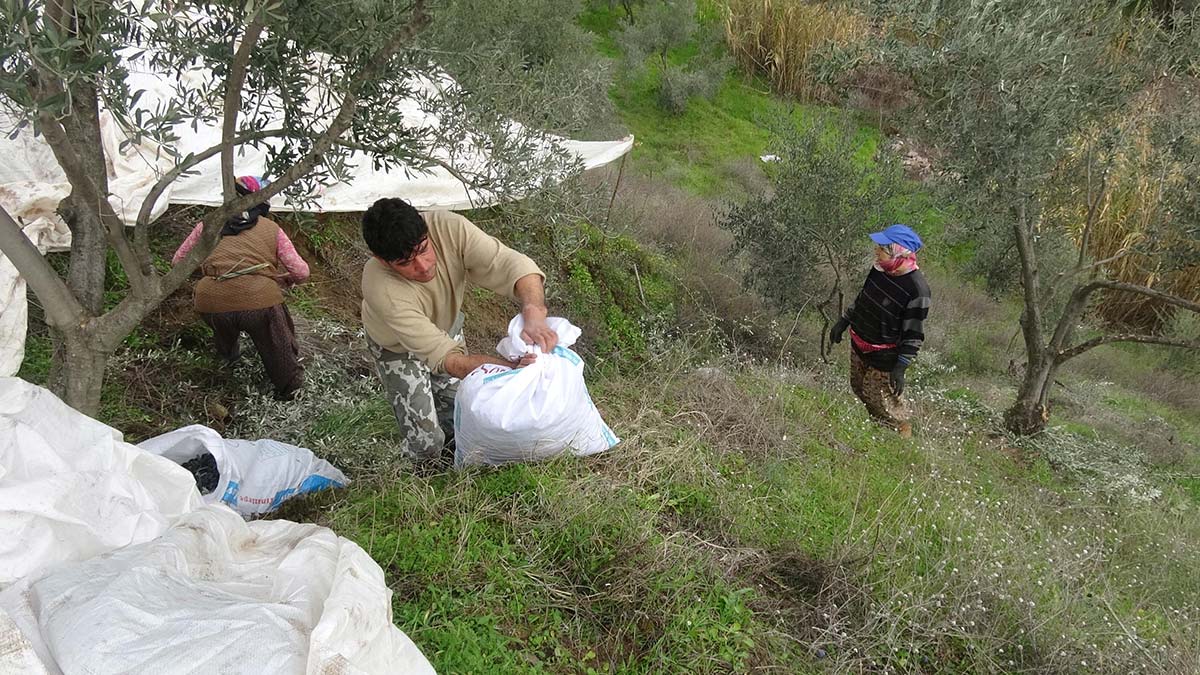 Tıp tarihine geçen çiftçi, zeytin çırpma makinesi kullanıyor