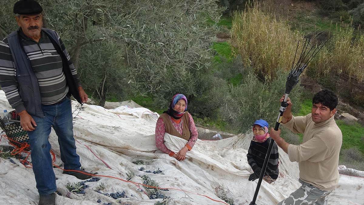 Tıp tarihine geçen çiftçi Cihan Topal, dağlık arazide bulunan zeytinliğindeki ağaçlardan çırpma makinesi kullanarak topladığı zeytinleri çuvallarla sırtında taşıyor.