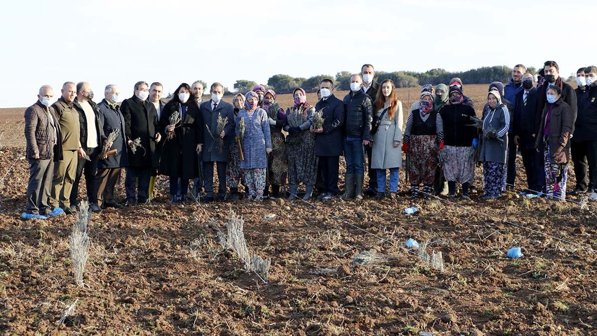 Lavanta tarlaları turizme katkı sağlayacak