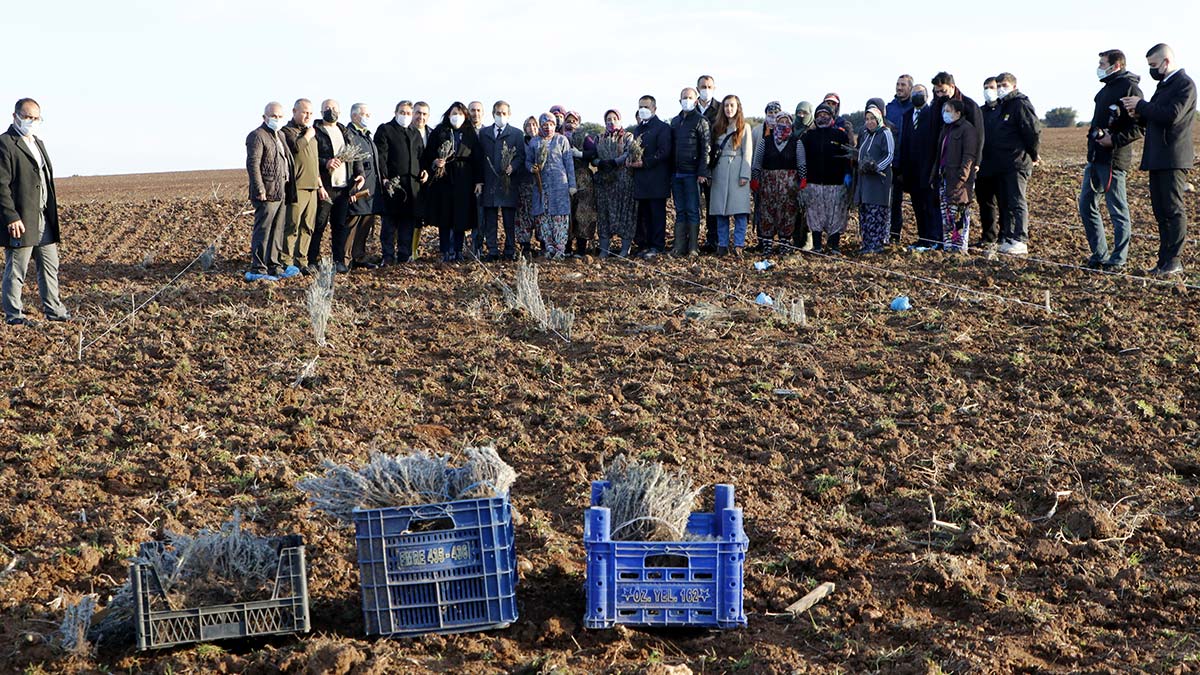 Çanakkale'deki Troya Ören Yeri ile Troya Müzesi'ne komşu olan Çıplak köyünde, 50 dönümlük alana lavanta dikildi. Troya ve müzeye gelecek ziyaretçiler, artık lavanta tarlalarını da görecek.