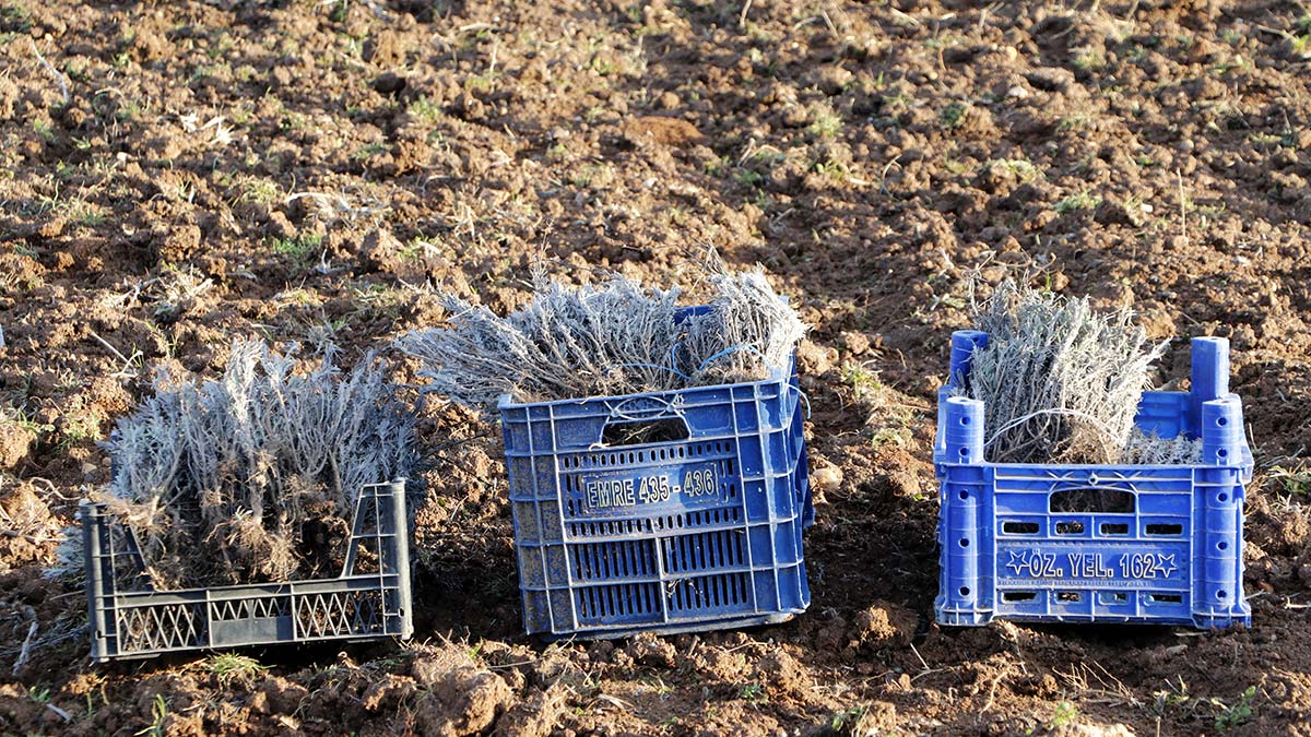 Lavanta tarlaları turizme katkı sağlayacak