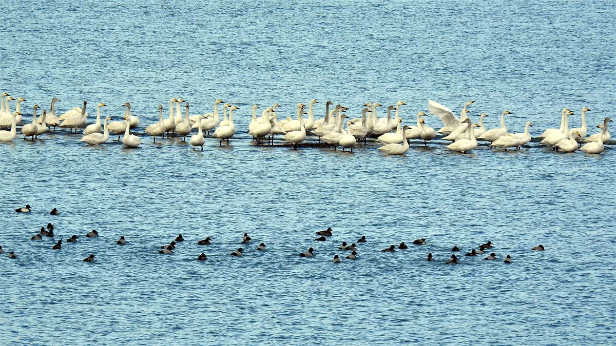 Van Gölü'nde kuğularla görsel güzellik