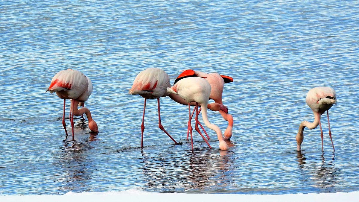Van Gölü'nde kuğularla görsel güzellik