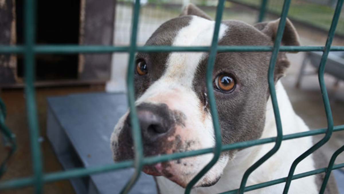 Yasaklı ırklara acilen düzenleme yapılmalı