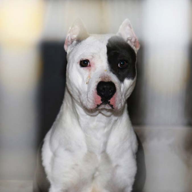 Yasaklı ırkların kayıtları için süre uzatılmalı