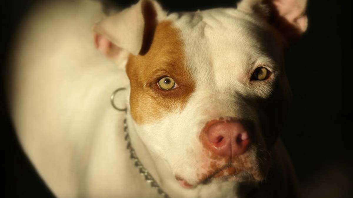 Yasaklı ırkların kayıtları için süre uzatılmalı