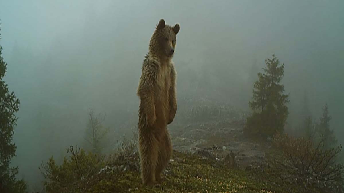 Fotokapanlara ilginç görüntüler yansıdı