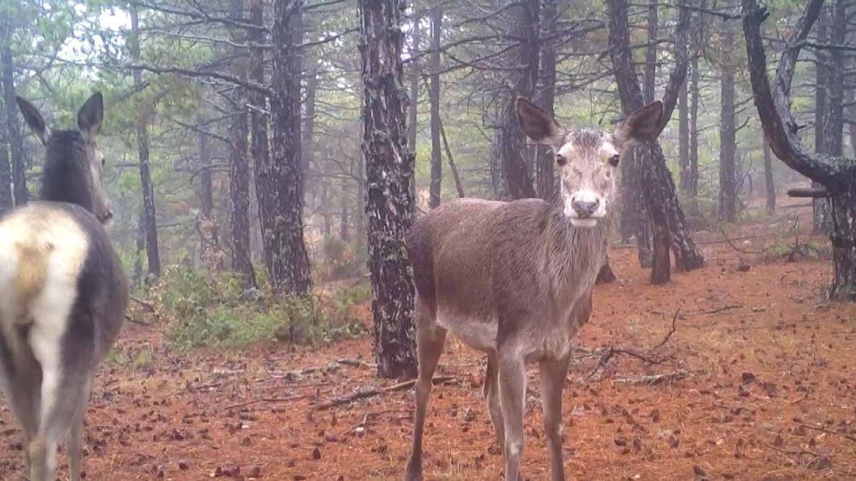 Yaban hayatının izlenmesi amacıyla Türkiye'nin dört bir yanına yerleştirilen fotokapanlara ilginç görüntüler yansıdı.