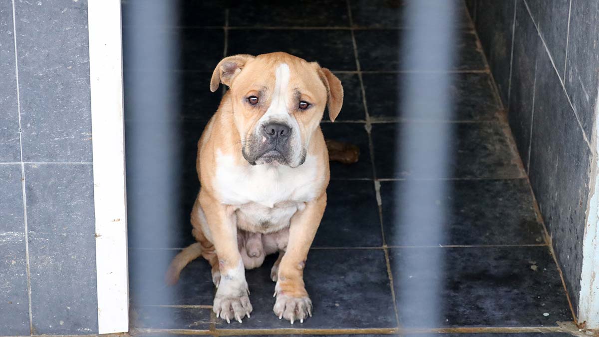 Yasaklı ırk dramı