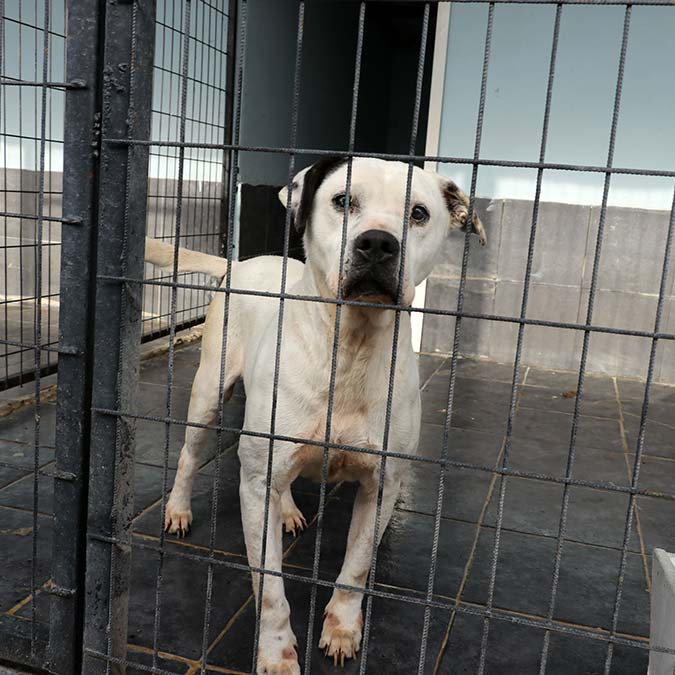 Barınak görevlileri yasanın 'yasaklı ırk' olarak kabul ettiği, iadesi mümkün olmayan köpeklerin günlük bakımını yaparak sağlıklı kalmalarını sağlıyor.