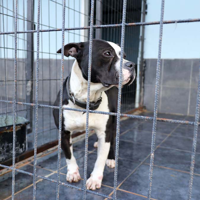 Yasaklı ırk dramı