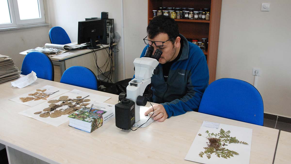 Bartın Üniversitesi'nden Dr. Bilge Tunçkol ile arkadaşları, Bolu Yedigöller Milli Parkı'nda yeni bitki türü keşfetti.