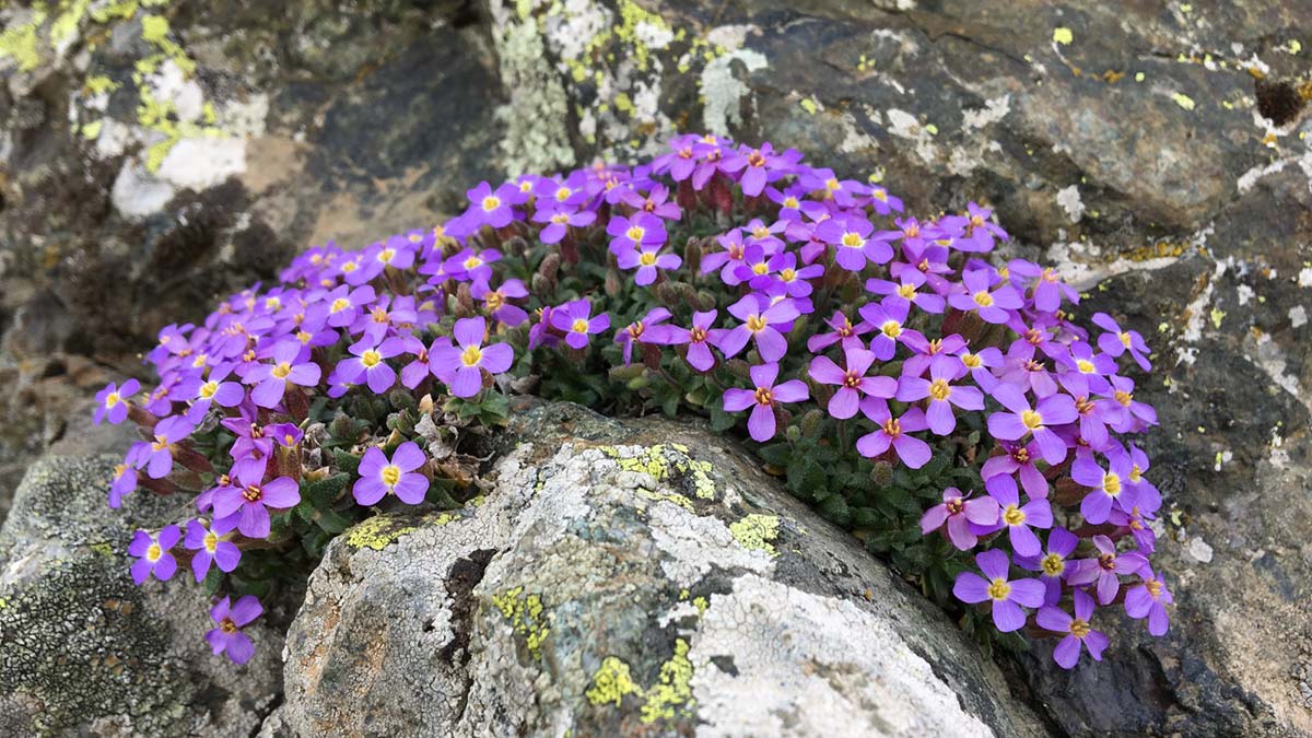Yedigöller Milli Parkı'nda yeni bitki türü keşfedildi