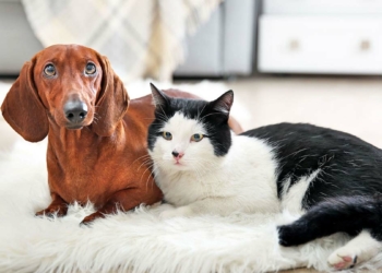 En popüler kedi ve köpek isimleri belli oldu
